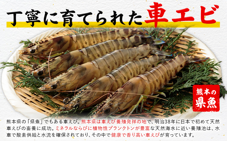 天草産 天然車海老 約400g 海鮮 海産物 海の幸 シーフード 海老 エビ えび クルマエビ 車海老 車エビ 車えび 《30日以内に出荷予定(土日祝除く)》熊本県 苓北町 天草 天草漁業協同組合苓北