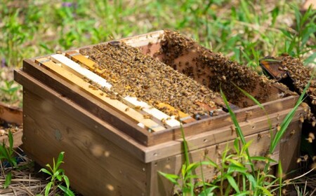 春のれんげ蜜 2本 セット 合計600g (300g×2本) 鹿児島 はちみつ 蜂蜜 れんげ蜜  AS-8108