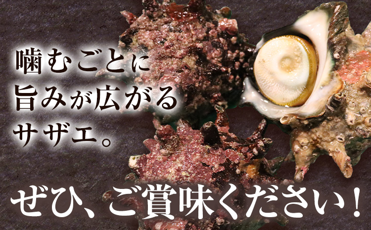 天然『活』サザエ　1kg ( 3個 ～ 5個 ) 《7月中旬-9月上旬頃出荷》 【配送不可地域：離島・北海道・沖縄県・東北・中国・四国・九州】寺田水産 さざえ 海産物 貝 千葉県 勝浦市---kast
