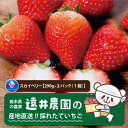 【ふるさと納税】産地直送!!栃木県遠井農園の美味しいスカイベリー【290g×2パック(1箱)】【配送不可地域：離島】【1518942】