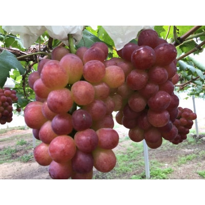 【2025年度発送分】希少品種ブドウわけありマスカットビオレ2kg【配送不可地域：離島・北海道・沖縄県】