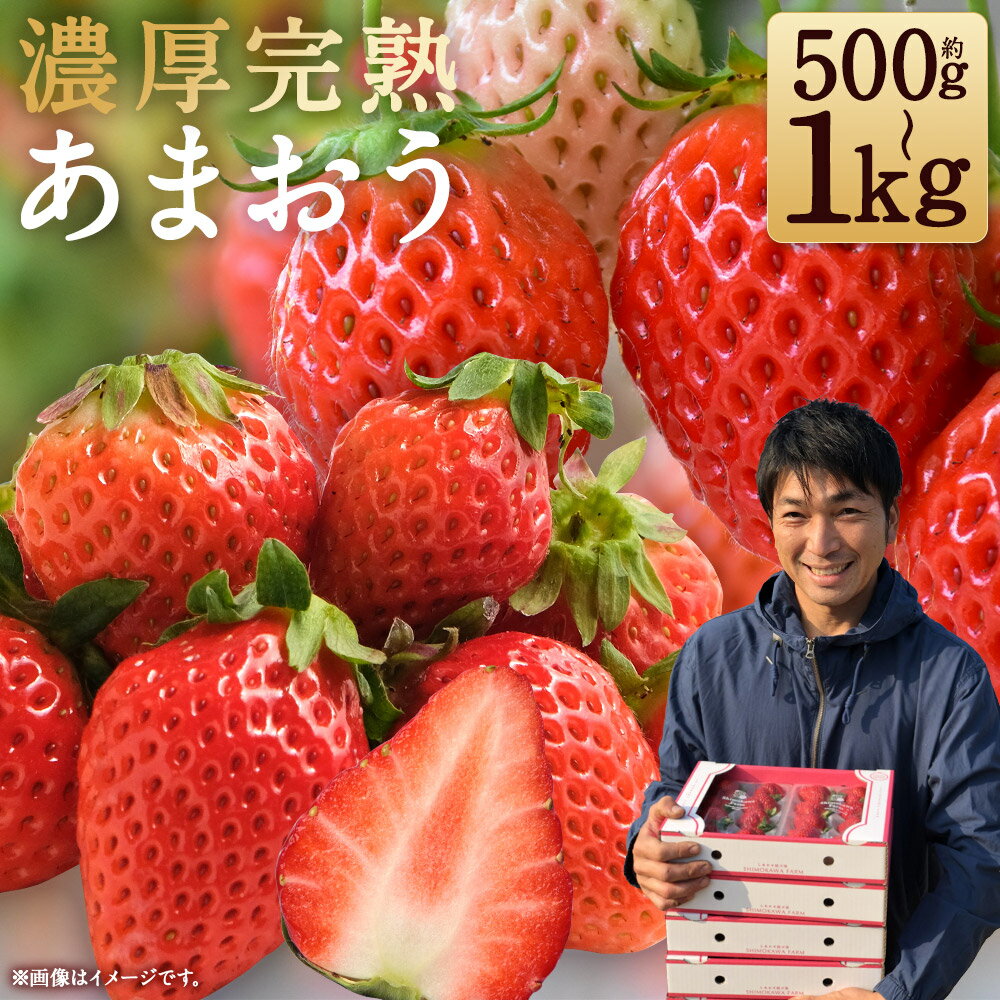 【ふるさと納税】特別栽培の濃厚完熟あまおう 約500g/約1kg 選べる内容量 1パック約250g いちご イチゴ 苺 くだもの 果物 フルーツ 福岡県産 九州産 パック 冷蔵 送料無料【2026年1月上旬～3月下旬に順次発送予定】