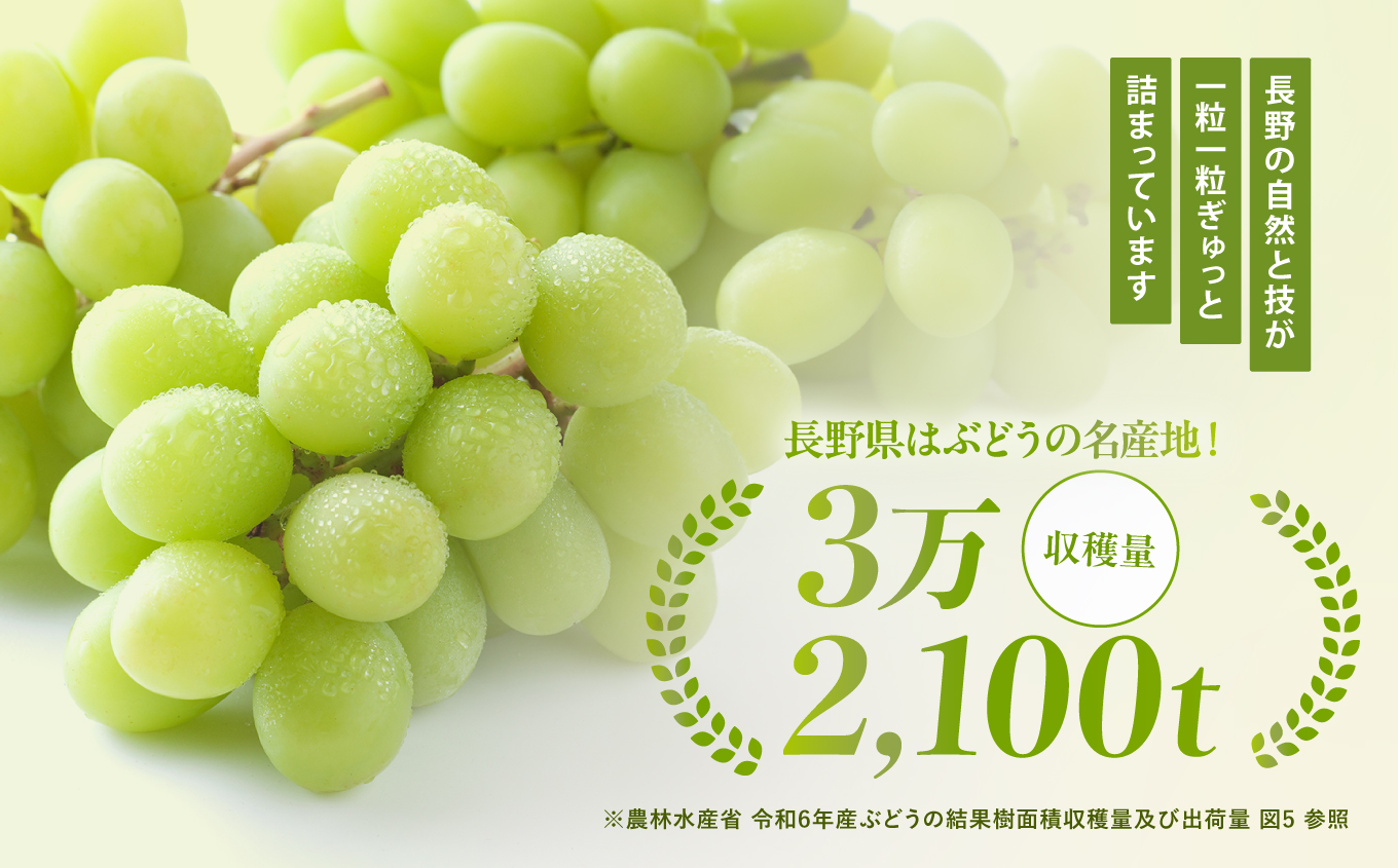 【氷温貯蔵】長野県産・ シャインマスカット (約2kg) 秀品〈2026年11月上旬～12月下旬発送〉| 果物 くだもの フルーツ シャインマスカット ぶどう ブドウ 葡萄 長野県 信州 南信州 飯田