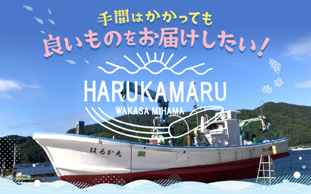 【先行予約】 天然 寒ぶり 1本 (約8～9kg) 若狭湾 ひるがの寒ぶり (内臓処理なし) 【2024年12月末頃より順次発送予定】【ブランド お歳暮 贈答 ギフト プレゼント 寒ブリ ぶり ブリ 