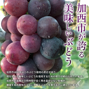 ぶどう詰合せ フルーツ 旬のぶどう シャインマスカット入り ぶどう詰合せ【約2kg 3〜4房】【9月発送】