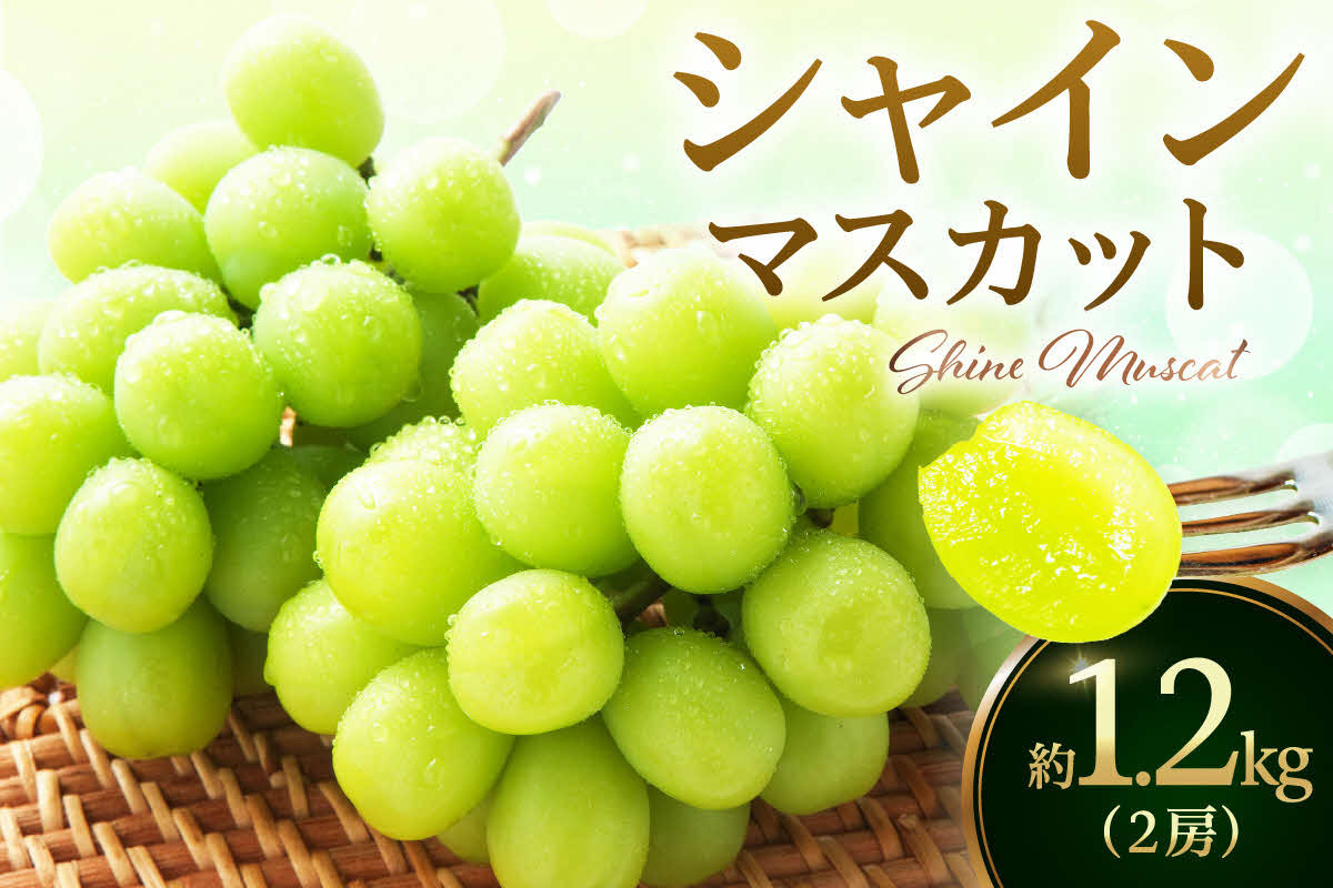 
            【 数量限定 】令和７年産 伊万里 シャインマスカット 約1.2kg（約600ｇ× 2房 ） B628
          