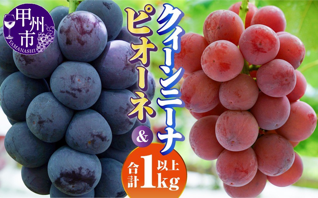 
                  【種なし】ピオーネとクイーンニーナの詰合せ1kg以上（2房）【2026年発送】（AF）B17-451 【 ピオーネ クイーンニーナ ぶどう 葡萄 ブドウ 令和8年発送 山梨県産 甲州市 フルーツ 果物】
                