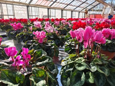 大倉花園のシクラメン（7号）｜秦野の花 クリスマス 観葉植物 シクラメン
