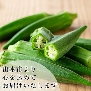 先行予約 2026年7月下旬～10月下旬の間に発送予定 いずみ産 オクラ 新たな品種・ジュピター 1.2kg 【イーサイドライン】 i1216-B