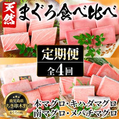ふるさと納税 いちき串木野市 【4か月定期便】厳選!4種の天然まぐろを食べ比べ!