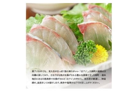 日向灘獲れ！活〆白アジ１kg 【 魚 魚介 魚介類 鮮魚 さかな 白アジ 日向灘 神経締め 刺身 塩焼き 血抜き 新鮮 海の幸  鰺 魚 あじ アジ 宮崎県 川南町 送料無料 鮮魚 】