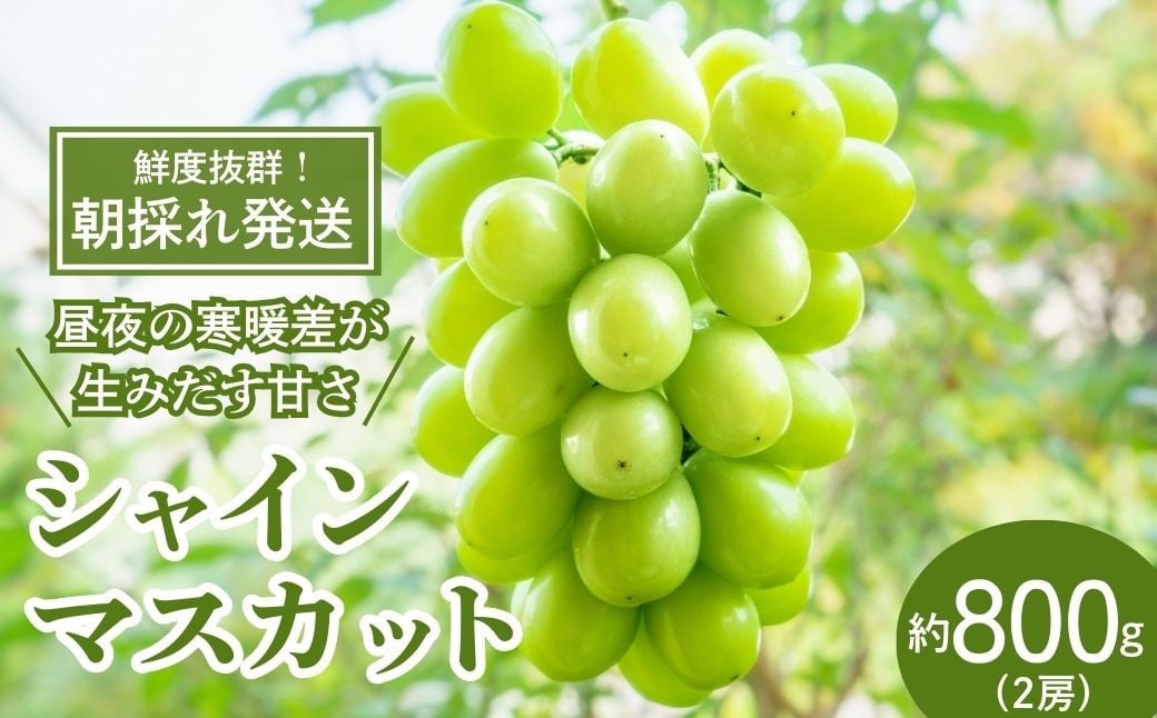 
            [先行受付]もてぎ育ちのシャインマスカット 約800g（2房）| シャインマスカット ぶどう 葡萄 ブドウ フルーツ 果物 ギフト 贈り物 もてぎプラザ 栃木県 茂木町
          
