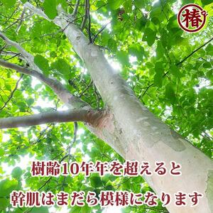 シャラノキ【別名：夏椿・ナツツバキ】 18cmポット（6号鉢）