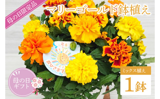 【母の日ギフト】マリーゴールド鉢植え　1鉢入り｜マリーゴールド 花 お花 鉢植え 母の日 母の日ギフト ギフト 贈り物 プレゼント 茨城県 行方市(EH-11)