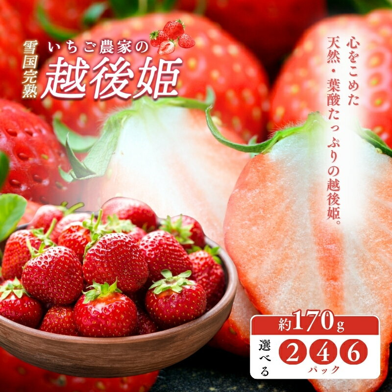 【ふるさと納税】いちご 雪国完熟いちご越後姫 容量が選べる 苺 イチゴ フルーツ 完熟 越後 新潟　お届け：ご入金確認後、11月から順次発送いたします。