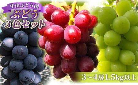 【2026年先行予約】ぶどう おまかせ3種 食べ比べセット 1.5kg 以上 (3〜4房) 中山ぶどう園 |  ぶどう 食べ比べセット