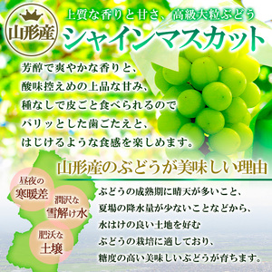 【期間限定】山形市産 冬出し シャインマスカット[12月発送] FY24-308