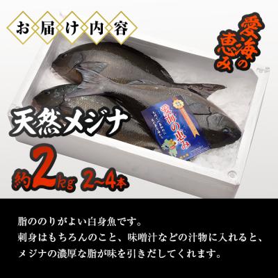 ふるさと納税 佐伯市 天然 メジナ (約2kg・計2-4枚) |  | 01
