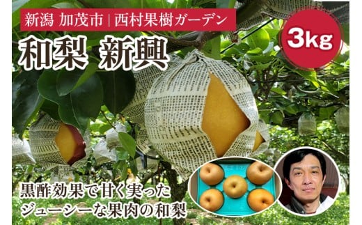 西村の黒酢ミネラル栽培「新興」3kg（4～9玉）《順次発送》 和梨 なし ナシ 日本梨 しんこう フルーツ 果物 西村果樹ガーデン 加茂市