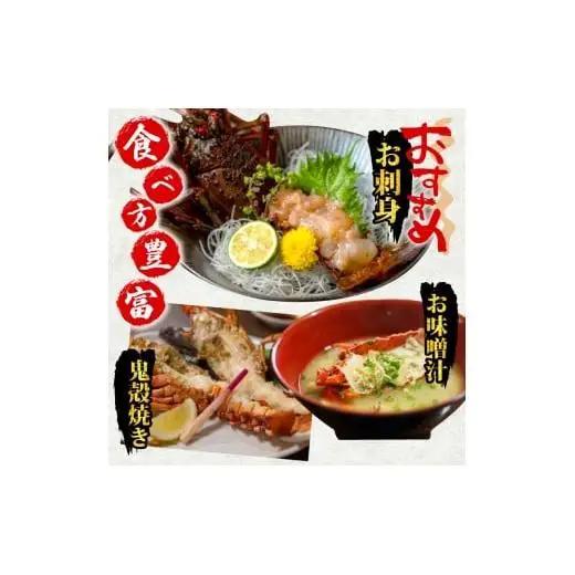 【 伊勢海老 】 伊勢海老1kg