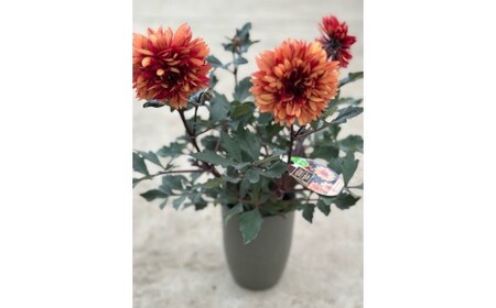 ダリア（チョコレートダリア）3色セット【農家直送】 | 植物 お花 花 鉢 鉢花 花鉢 フラワー ギフトプレゼント 贈り物 珍しい 育てやすい かわいい 可愛い キレイ おしゃれ オシャレ シック 送