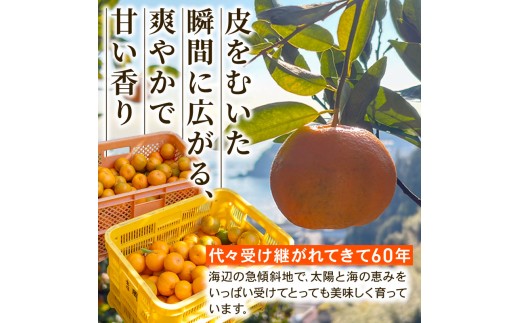【早期予約】  須崎産 ポンカン 10kg 訳アリ ぽんかん  家庭用 14000円 おすすめ  果物 フルーツ みかん 柑橘 くだもの ミカン 果肉 蜜柑 人気  みかん  果物  フルーツ ギフト