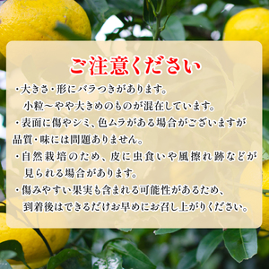 【先行予約】黄金柑 3kg 訳あり 黄金柑