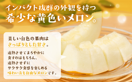 【先行予約】イエローキングメロン 5 ～ 6玉 入り（ 計 4kg 以上 ）メロン イエロー キング メロン フルーツ 果物 愛知県 田原市 渥美半島 お取り寄せ スイーツ ギフト 贈り物 プレゼント