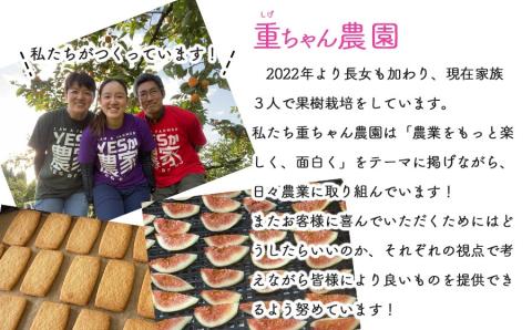 【令和6年産先行予約】 大人気　シャインマスカット 2房 （約1kg）山形県鶴岡産　重ちゃん農園