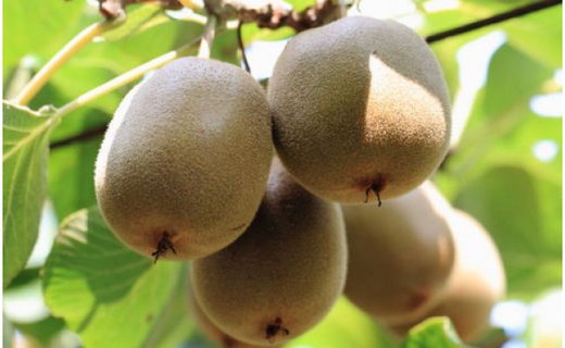 和歌山の下津で採れたキウイフルーツ約3.6kg（玉数おまかせ・秀品）★2025年１月上旬頃より順次発送【TM111】