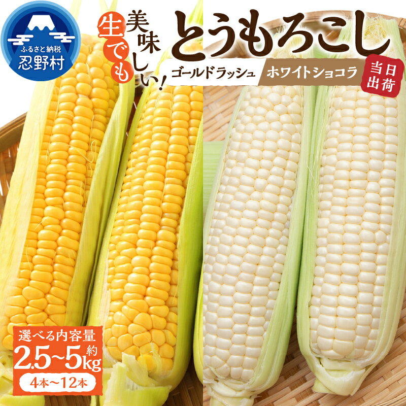 【ふるさと納税】 【2026年先行予約】 とうもろこし ゴールドラッシュ ホワイトショコラ 食べ比べ 詰め合わせ 約2.5kg(4～6本入） 約5kg(10～12本) 朝採れ 人気 野菜 お取り寄せ 産地直送 新鮮 ギフト プレゼント 贈答 送料無料 山梨県 忍野村 ※沖縄県、離島不可