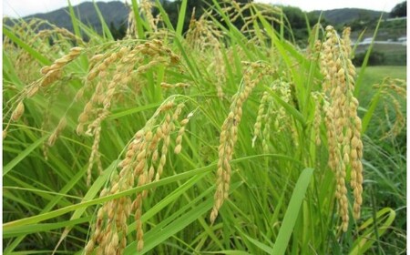 ひとめぼれ 10kg【先行予約 令和7年産 ひとめぼれ 新米 】