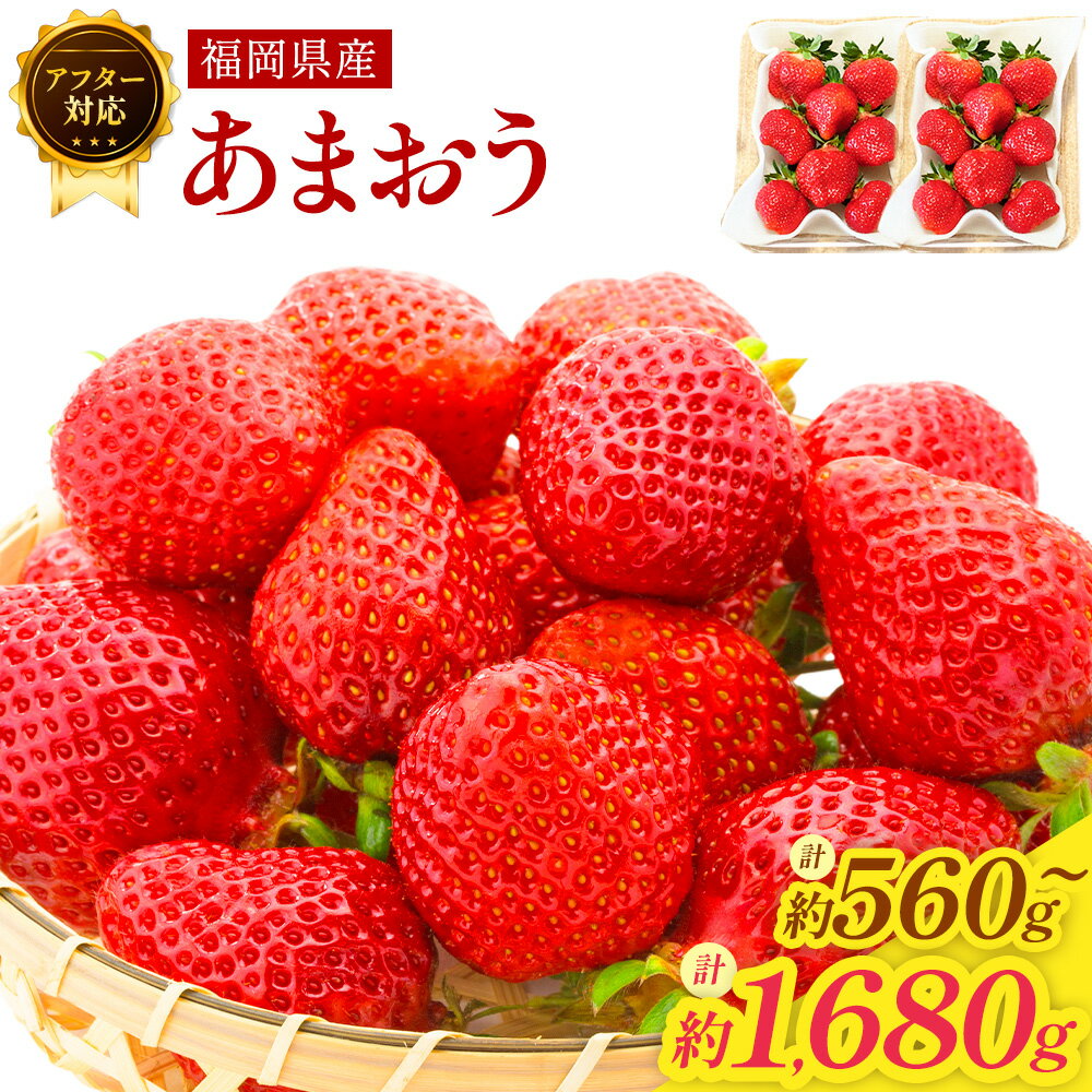 【ふるさと納税】【アフター対応】あまおう 〈選べる〉 約560g または 約1680g 1パックあたり約280g 2パック 6パック 6000円 〜 12000円 6千円 〜 1万2000円 いちご イチゴ 苺 フルーツ 果物 国産 福岡県産 冷蔵 GAP認定 【2026年1月上旬～3月下旬 / 2026年4月 発送予定】
