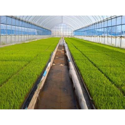 ふるさと納税 喜多方市 熱塩加納産いのちのお米 精米 5kg |  | 02