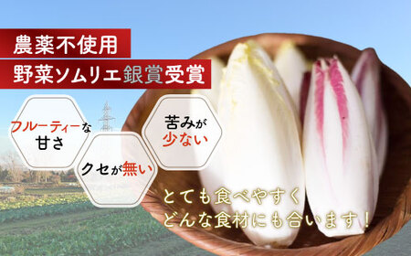 チコリー | チコリー赤白セット HOKY002