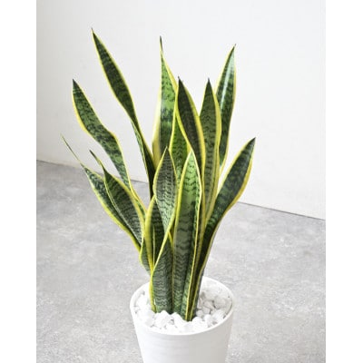 観葉植物 サンスベリア・ローレンティー 7号セラアート鉢 ブラック【配送不可地域：離島・沖縄県】【1707564】