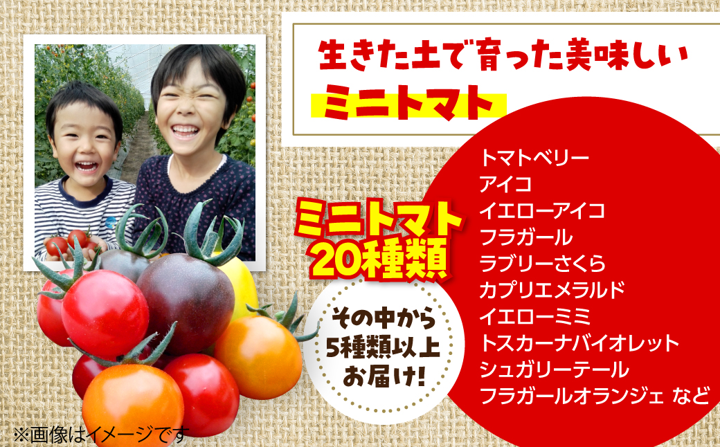 ＜2026年7月上旬よりお届け＞北海道壮瞥町産　大作農園「夏アスパラとカラフルミニトマト」のセット約1kg 先行予約 SBTR004