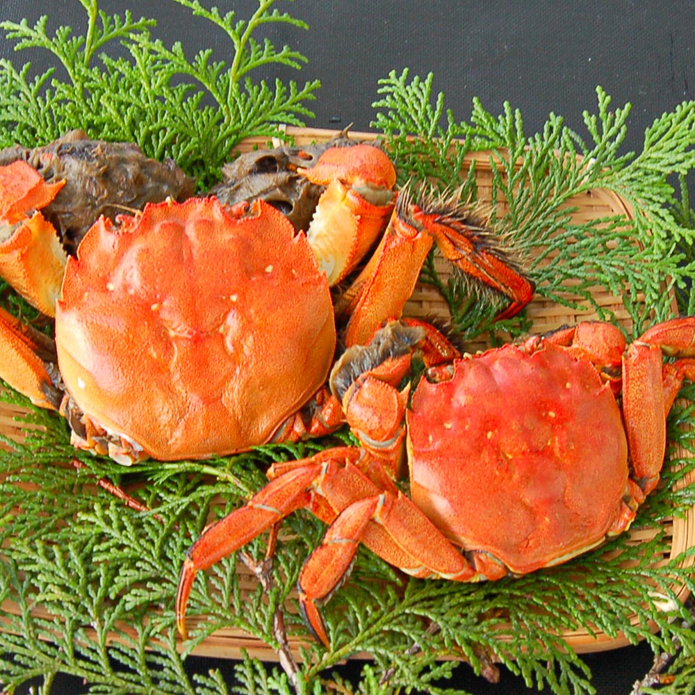 【ふるさと納税】天然 活モクズガニ 約1kg または 約2kg 選べる容量 5~9匹 10～18匹 活 生 モクズガニ 藻くず蟹 藻屑蟹 活きカニ 蟹 かに カニ オスメス混合 川ガニ カワガニ 国産 冷蔵 兵庫県 新温泉町 送料無料【2025年8月下旬-11月上旬迄発送予定】