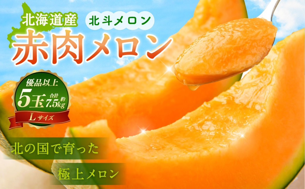 
            ＜先行予約＞北斗メロン（ Lサイズ） 5玉（合計約7.5kg）【2025年6月下旬-7月下旬 順次発送予定】フルーツ メロン 果物
          