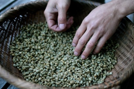 有機 森のおと 珈琲