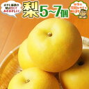 【ふるさと納税】 梨 5～7個 【令和6年9月より発送開始】田舎の頑固おやじが厳選！ ギフト フルーツ 果物