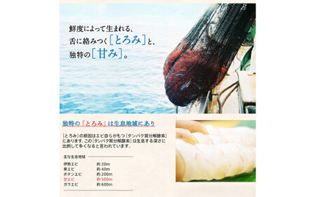 [001-a020] 福井県産 越前甘えび小サイズ 500g × 2パック（計1kg）【 増米 ますよね 敦賀 甘エビ えび エビ 海老 冷凍 急速冷凍 】