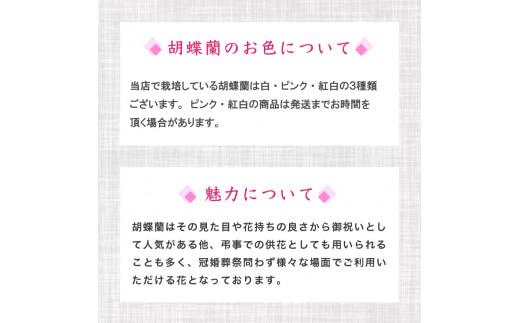 【定期便3ヶ月】胡蝶蘭 5本立て 白 ハイグレード お祝い 須崎洋蘭園 SY7000