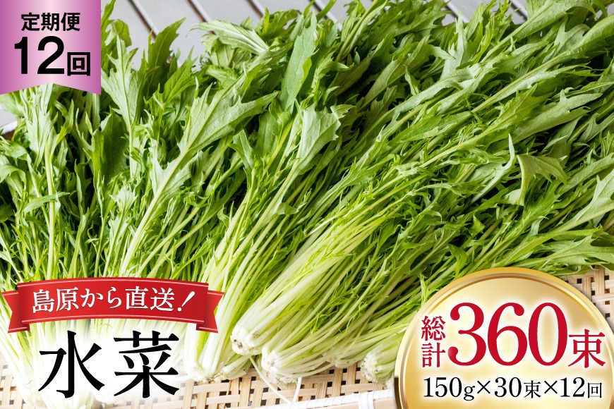 BI340 定期便 12回 水菜 30束 [ 野菜 みずな サラダ やさい 冷蔵 葉物野菜 田中農園 長崎県 島原市 ]