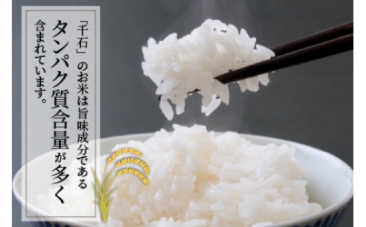 【 先行予約 /10月以降配送】【令和7年産】福井県産コシヒカリ「千石」 10kg 小浜市 / 千石の郷 [BFCA001]