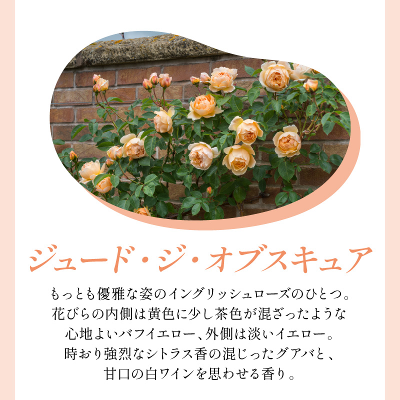 【イングリッシュローズ】デビッド・オースチン ジュード・ジ・オブスキュア6L鉢苗（バラ専用肥料付）【025D-029】