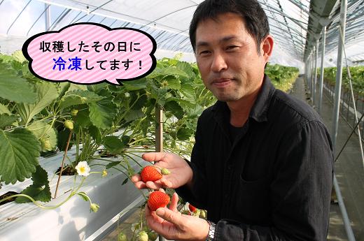 (1019)長門産　冷凍いちご【かおりの】(500g×2袋)
