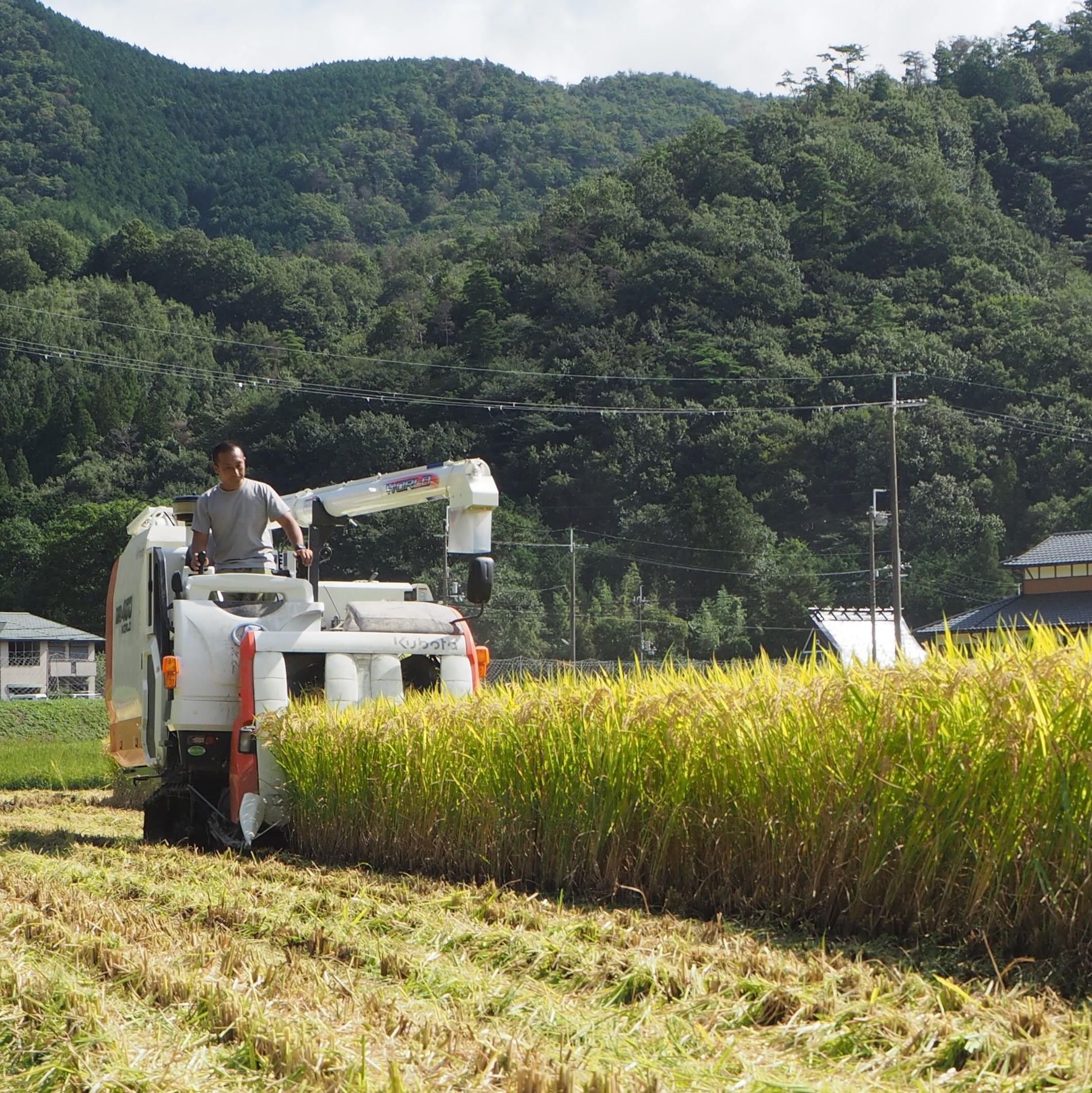 [令和8年度産] 高齢者の田んぼを受け継ぐ若手後継者「塚原さんのキヌヒカリ」精米5kg | 大阪府 能勢町 送料無料