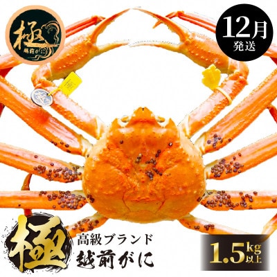 ≪浜茹で≫ 越前がに 極 × 1杯【12月発送分】【配送不可地域：離島・北海道・沖縄】【1363600】
