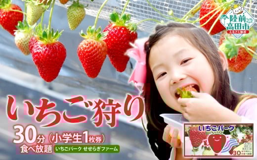 （小学生 1枚券）いちごパーク せせらぎファーム　いちご狩り30分食べ放題チケット